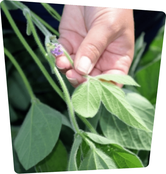 Hand holding plant leaf